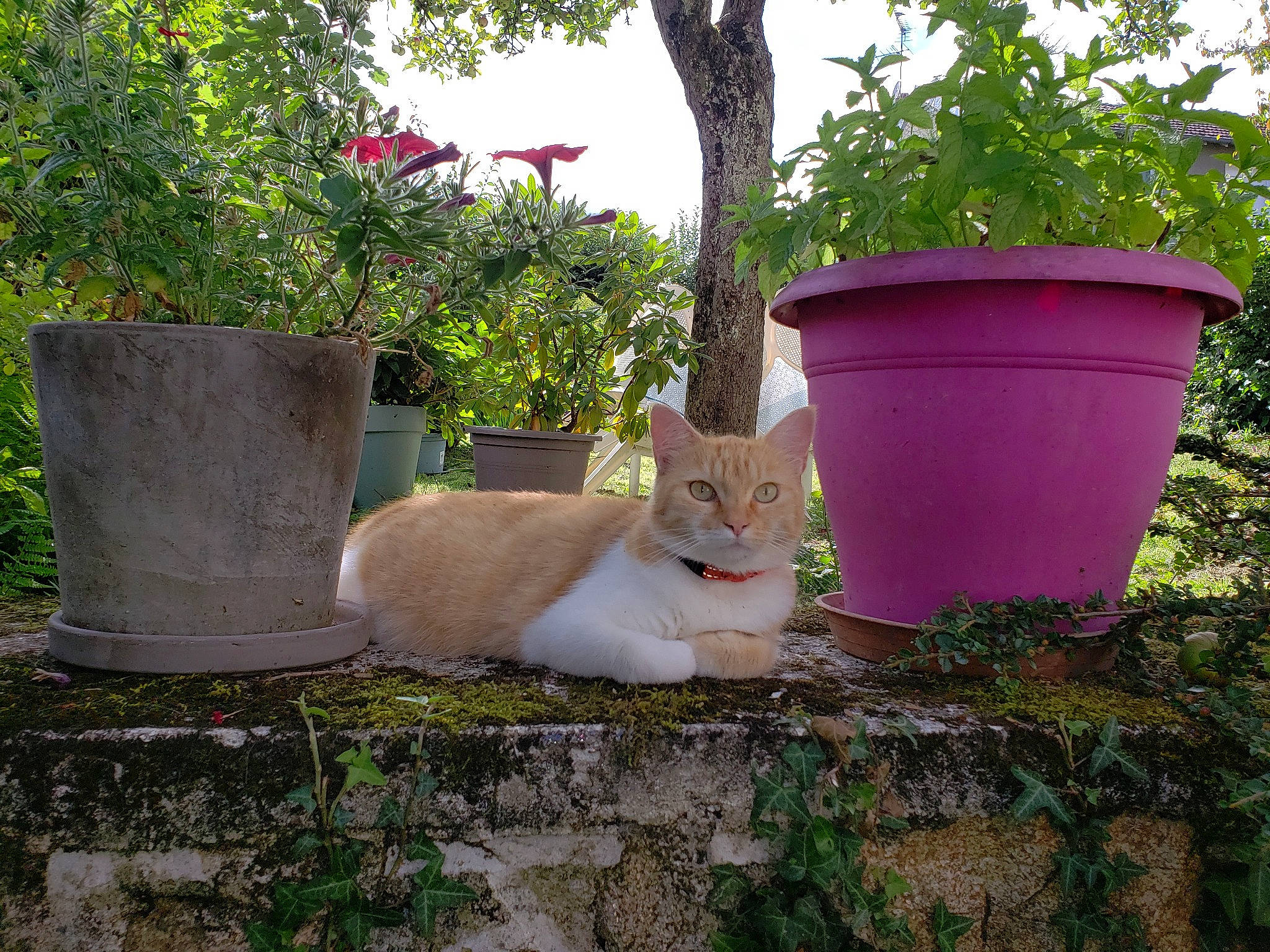 Sally participe au concours pour gagner de l'argent avec cette photo : carnivore, cat, fawn, felidae, flowerpot, garden, grass, grass_family, groundcover, leaf, morning, plant, road_surface, shrub, sky, small_to_medium_sized_cats, tail, tree, whiskers, wood