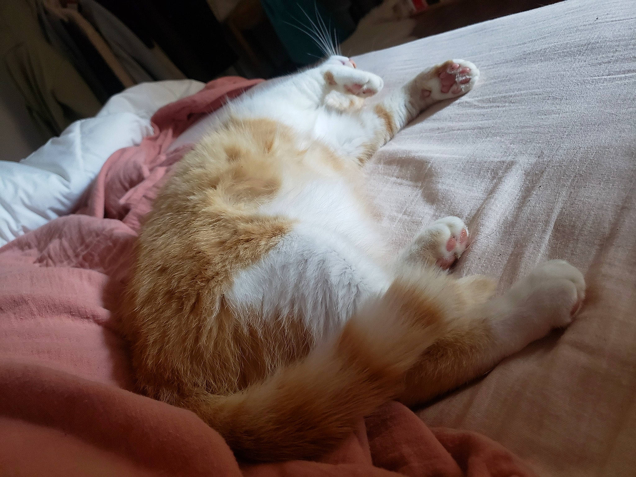 Sally participe au concours pour gagner de l'argent avec cette photo : canidae, carnivore, cat, claw, comfort, companion_dog, domestic_short_haired_cat, fawn, felidae, foot, fur, gesture, linens, nap, paw, small_to_medium_sized_cats, sporting_group, tail, toe, whiskers