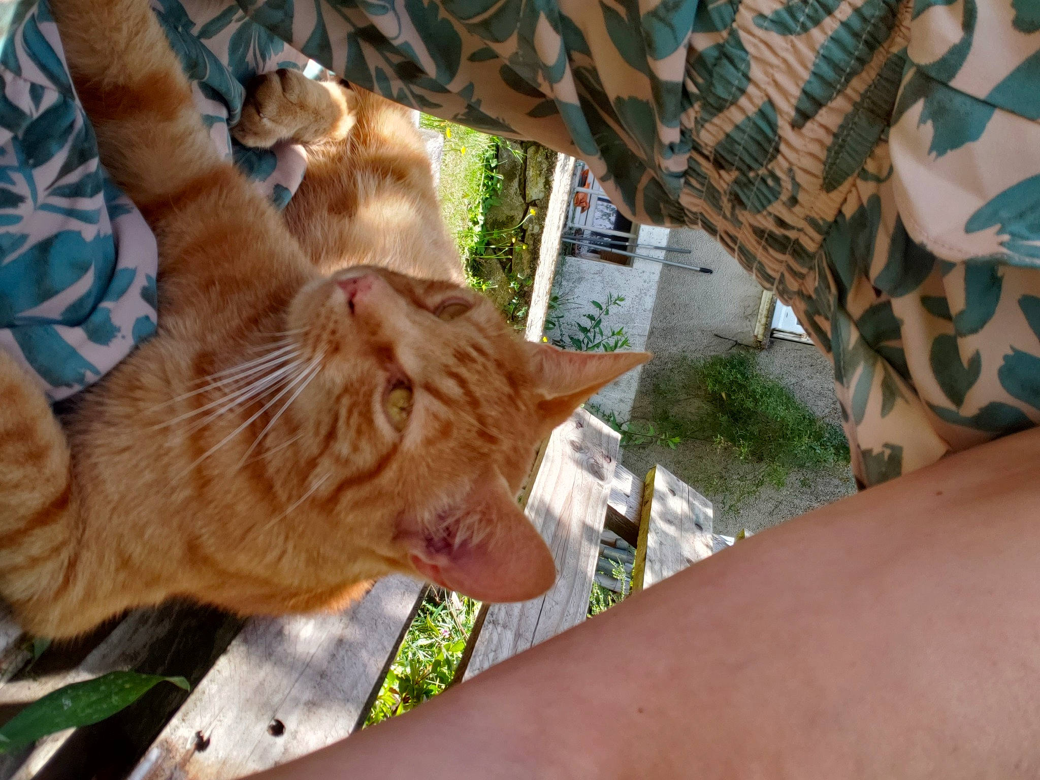 Sethy participe au concours pour gagner de l'argent avec cette photo : carnivore, cat, companion_dog, dog_breed, domestic_short_haired_cat, fawn, felidae, fur, grass, human_leg, leisure, paw, plant, small_to_medium_sized_cats, snout, tail, tree, whiskers, wildlife, wood