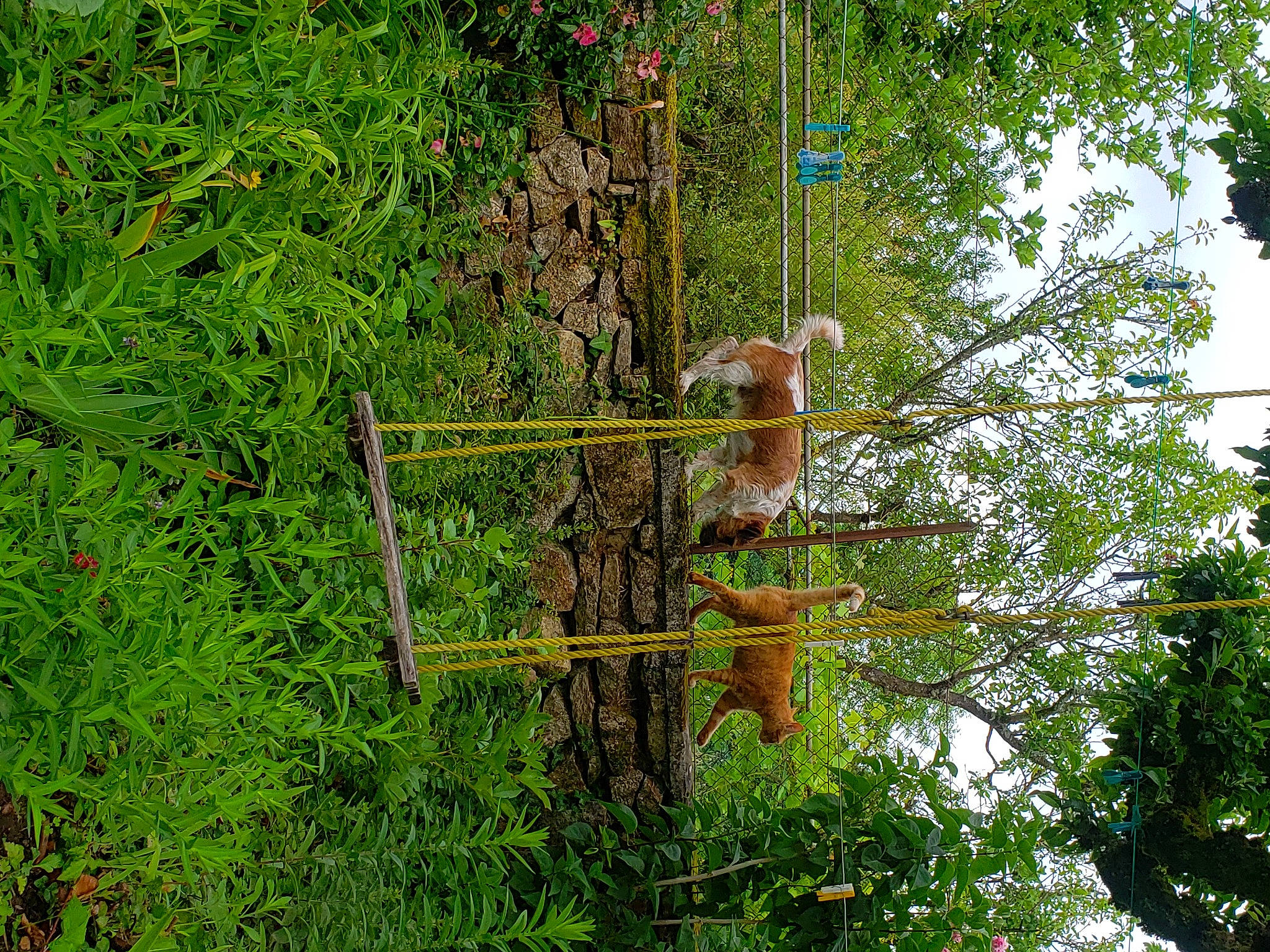 Sethy a rejoint le concours — aidez-le/la à gagner de superbes lots ! forest, garden, grass, groundcover, jungle, landscape, natural_landscape, plant, pole, rainforest, shrub, temperate_broadleaf_and_mixed_forest, terrestrial_plant, tree, trunk, wildlife, wood