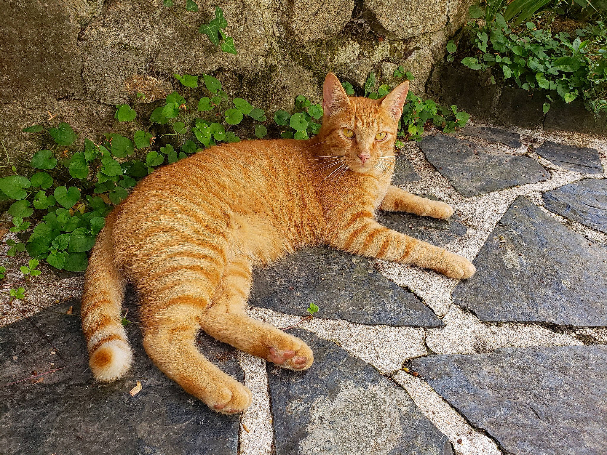 Sethy participe au concours pour gagner de l'argent avec cette photo : carnivore, cat, domestic_short_haired_cat, fawn, felidae, flagstone, fur, grass, groundcover, organism, plant, road_surface, small_to_medium_sized_cats, snout, tail, terrestrial_animal, trunk, whiskers, wildlife, wood