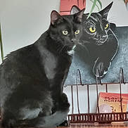 Andy a rejoint le concours — aidez-le/la à gagner de superbes lots ! black_cat, cat, painting, indoor, wooden_surface, green_plant, decor, animal, pet, portrait, feline, yellow_eyes, sitting, artwork, home, furniture, rack, still_life, domestic_animal, curious