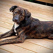 Wally is registered to the contest to win money with this photo: alert, animal, black_coat, brown_coat, canine, companion, daylight, deck, dog, floppy_ears, fur, looking_at_camera, lying_down, outdoor, paws, pet, portrait, relaxed, white_chest, wooden_deck