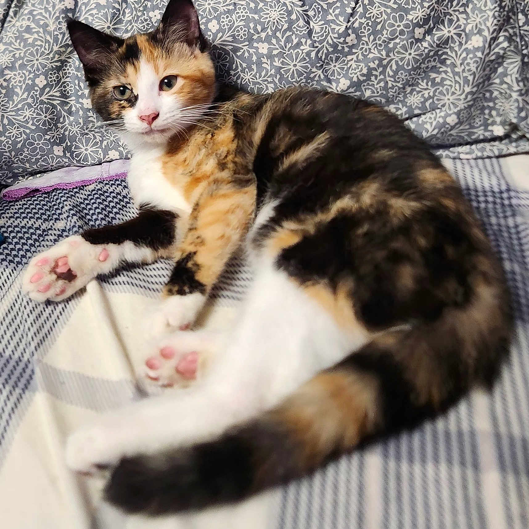 Precious Psycho is registered to the contest to win money with this photo: animal, blanket, calico, cat, cushion, cute, ears, feline, floral_pattern, fur, indoor, lying_down, paw, pet, pink_paw_pads, relaxed, resting, soft, tail, whiskers