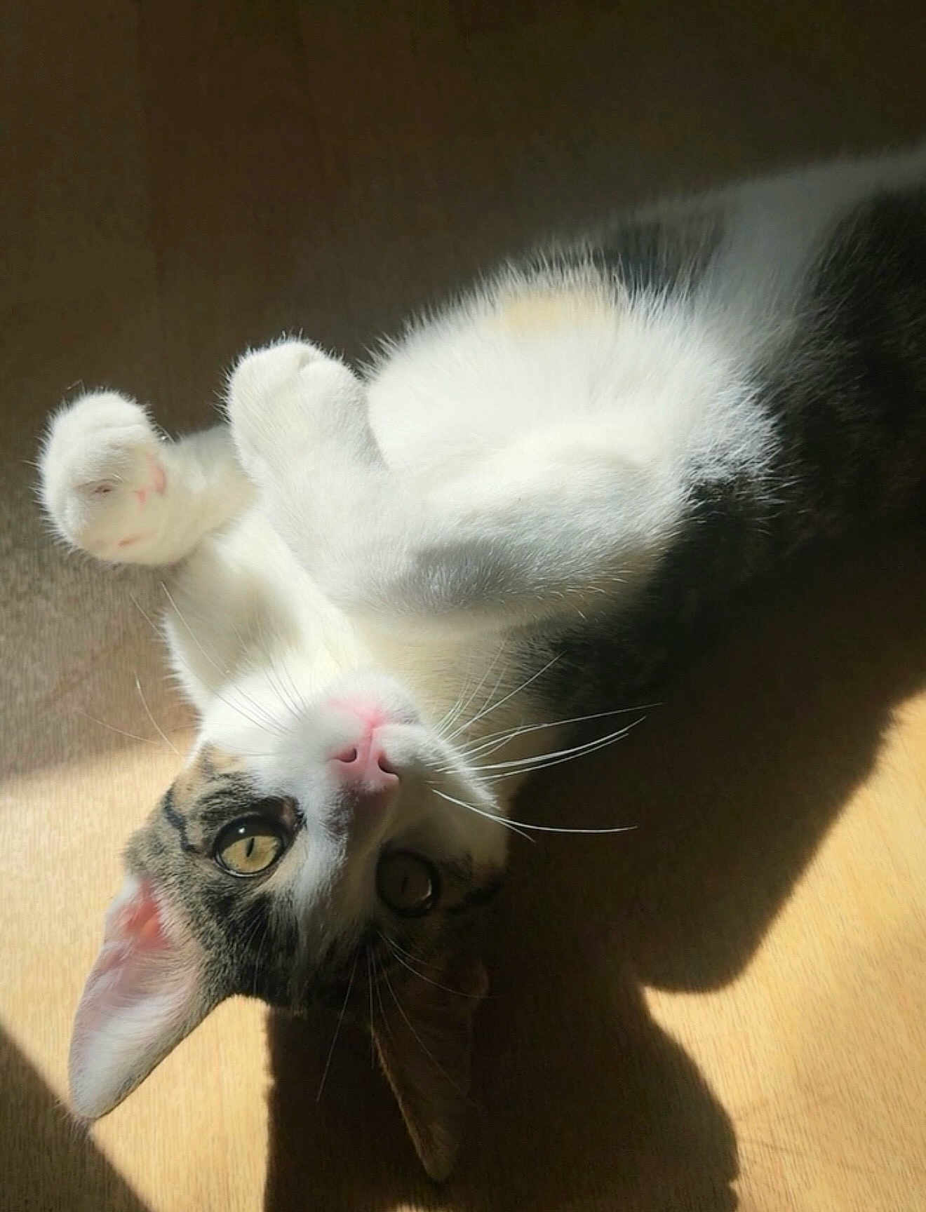 Bandit a rejoint le concours — aidez-le/la à gagner de superbes lots ! cat, kitten, feline, whiskers, paw, sunlight, shadow, wooden_floor, indoor, portrait, closeup, eyes, pink_nose, white_fur, tabby, playful, relaxed, lying_on_back, ears, pet