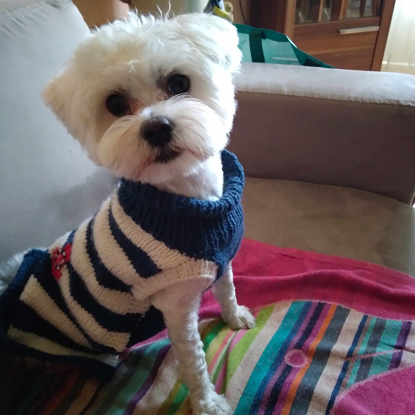 Ulrik a rejoint le concours — aidez-le/la à gagner de superbes lots ! blanket, colorful_blanket, companion, couch, cozy, curious, dog, furniture, home, indoor, living_room, looking_up, pet, plant, plush_toy, small_dog, soft_light, striped_sweater, sweater, white_dog