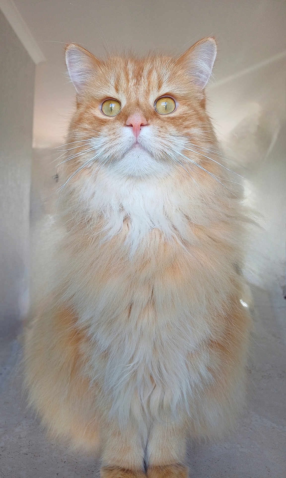 Bothy is registered to the contest to win money with this photo: cat, orange_tabby, fluffy, long_hair, pet, animal, feline, whiskers, ears, eyes, nose, indoor, close_up, portrait, sitting, cute, domestic_cat, fur, mammal, animal_face