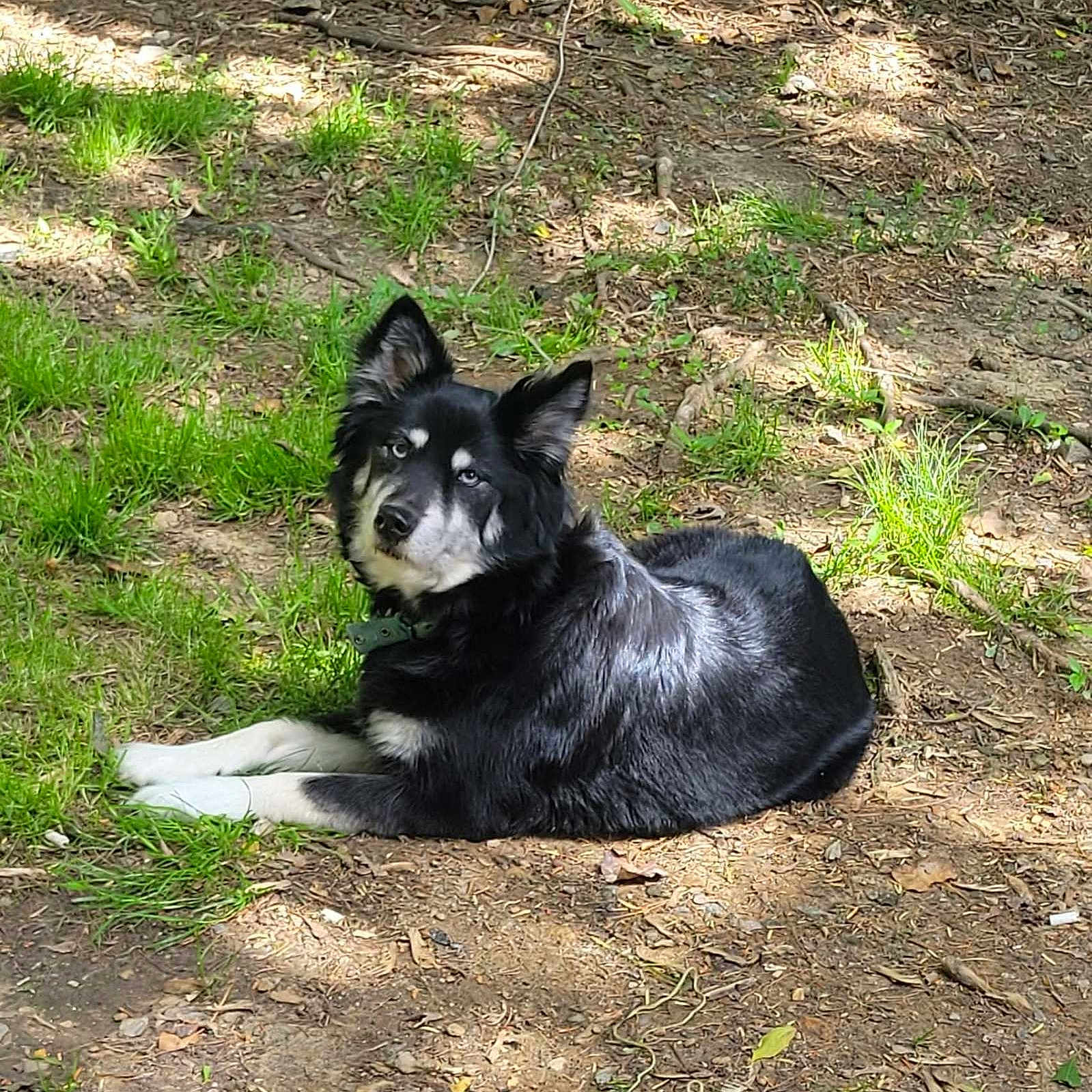Sasha joined the competition — help win amazing prizes! dog, black_and_white, lying_down, outdoor, grass, dirt, sunlight, nature, pet, canine, collar, ears, fur, animal, resting, looking, daylight, curious, ground, peaceful