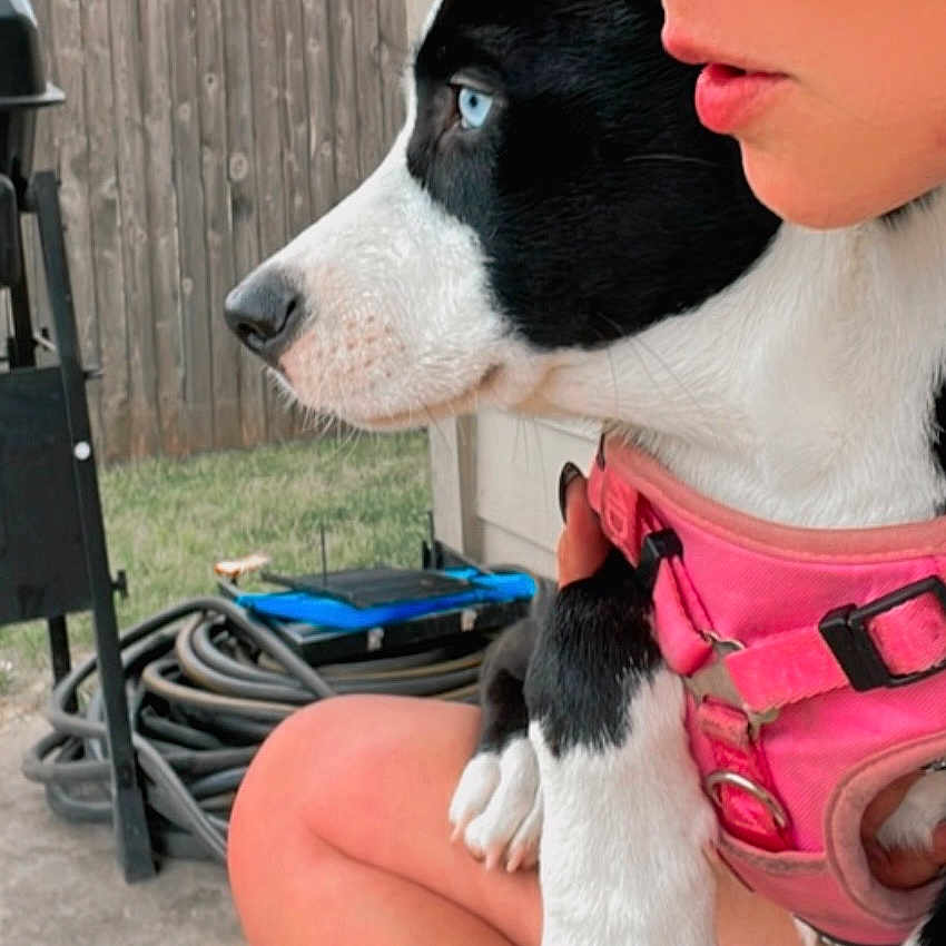 Delilah is registered to the contest to win money with this photo: backyard, black_and_white, blue_eyes, cap, casual, close_up, companion, daylight, dog, fence, focused, garden_hose, grill, knees, outdoor, person, pet, pink_harness, side_profile, summer