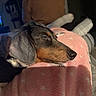 Cow Johnson joined the competition — help win amazing prizes! dog, dachshund, sleeping, blanket, pink, indoors, cozy, couch, relaxed, pet, animal, warm_light, person, television, furniture, home, resting, soft_texture, casual, quiet