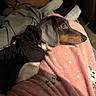 Cow Johnson joined the competition — help win amazing prizes! dog, small_dog, black_jacket, pink_blanket, paw_prints, indoor, cozy, resting, side_view, fur, ears, couch, blanket, soft_lighting, pet, animal, looking, comfort, home, relaxation