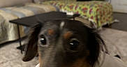 Cow Johnson is registered to the contest to win money with this photo: dog, blur, close_up, tongue_out, indoor, living_room, couch, coffee_table, plant, happy, pet, animal, fur, excited, home, carpet, window, door, yellow_clothing, human_hand