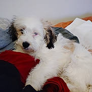 Jax joined the competition — help win amazing prizes! puppy, dog, fluffy, white, black_ears, lying_down, clothing, blanket, indoor, pet, cozy, relaxed, sleepy, fur, animal, cute, domestic_animal, soft, resting, bedroom