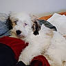 puppy, dog, fluffy, white, black_ears, lying_down, clothing, blanket, indoor, pet, cozy, relaxed, sleepy, fur, animal, cute, domestic_animal, soft, resting, bedroom