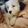 Jax is registered to the contest to win money with this photo: puppy, dog, white_fur, black_ears, cute, fluffy, pet, indoor, blanket, cozy, sleepy, animal, young, resting, closeup, soft_texture, comfort, domestic, cuddle, relax