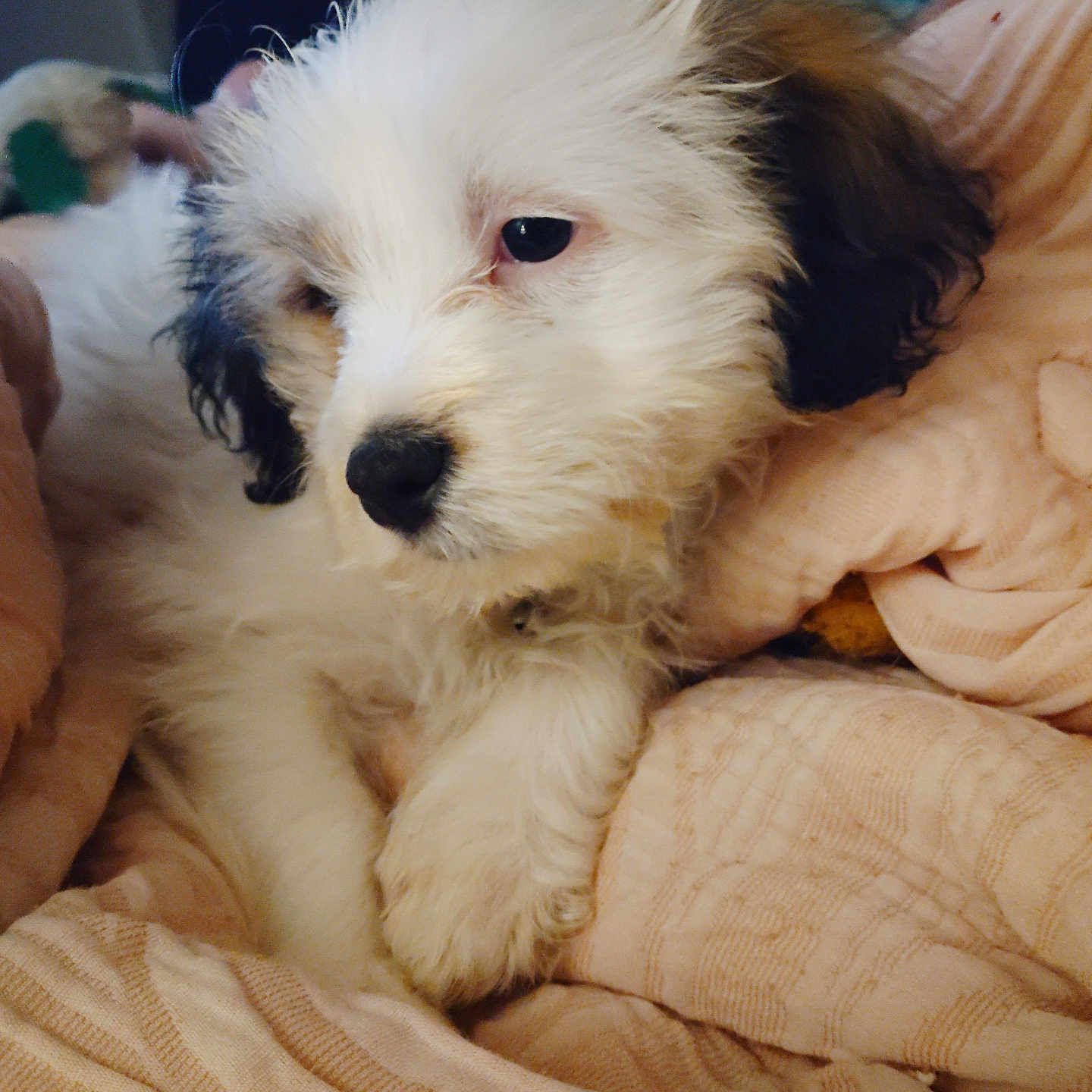 Jax is registered to the contest to win money with this photo: puppy, dog, white_fur, black_ears, cute, fluffy, pet, indoor, blanket, cozy, sleepy, animal, young, resting, closeup, soft_texture, comfort, domestic, cuddle, relax