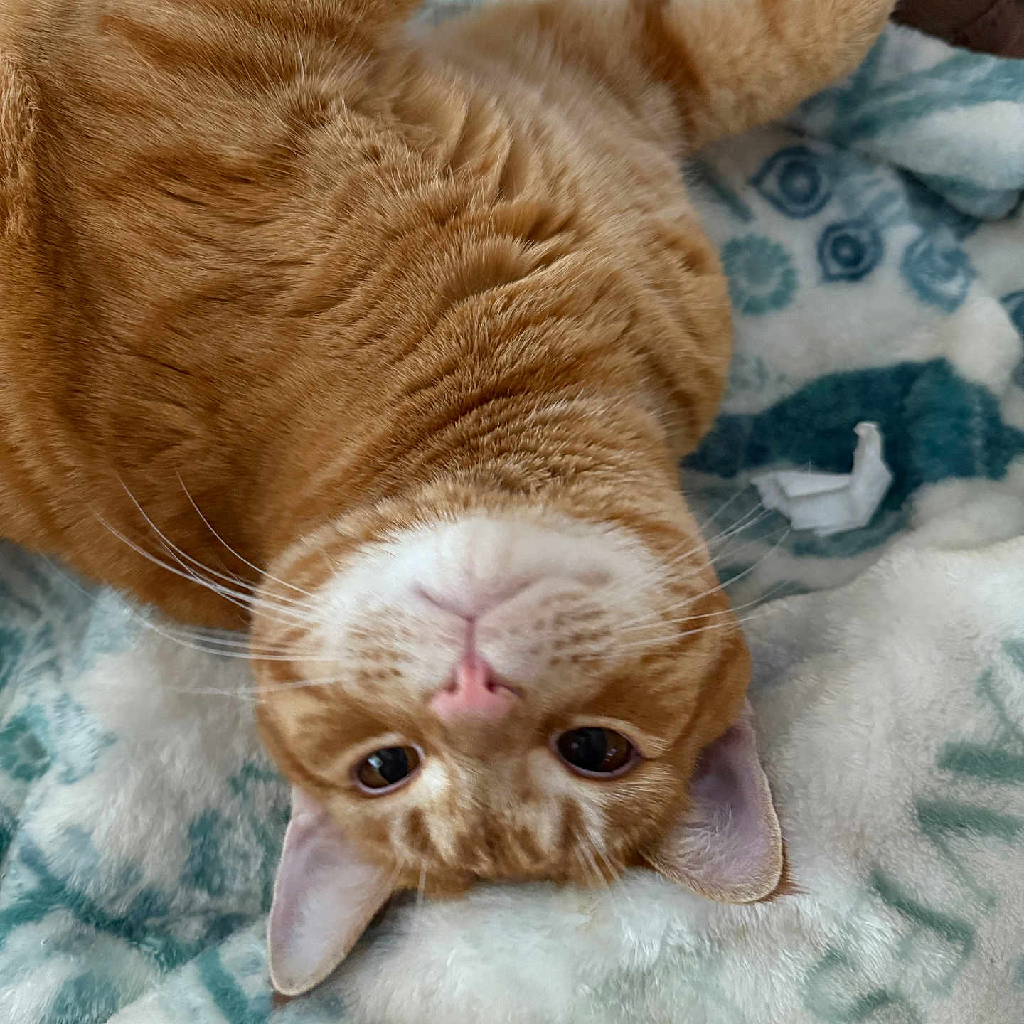 Milo is registered to the contest to win money with this photo: bed, blanket, cat, close_up, cozy, ears, feline, fur, ginger_cat, glasses, indoor, lying_down, patterned_blanket, paws, pet, pink_nose, portrait, relaxed, upside_down, whiskers