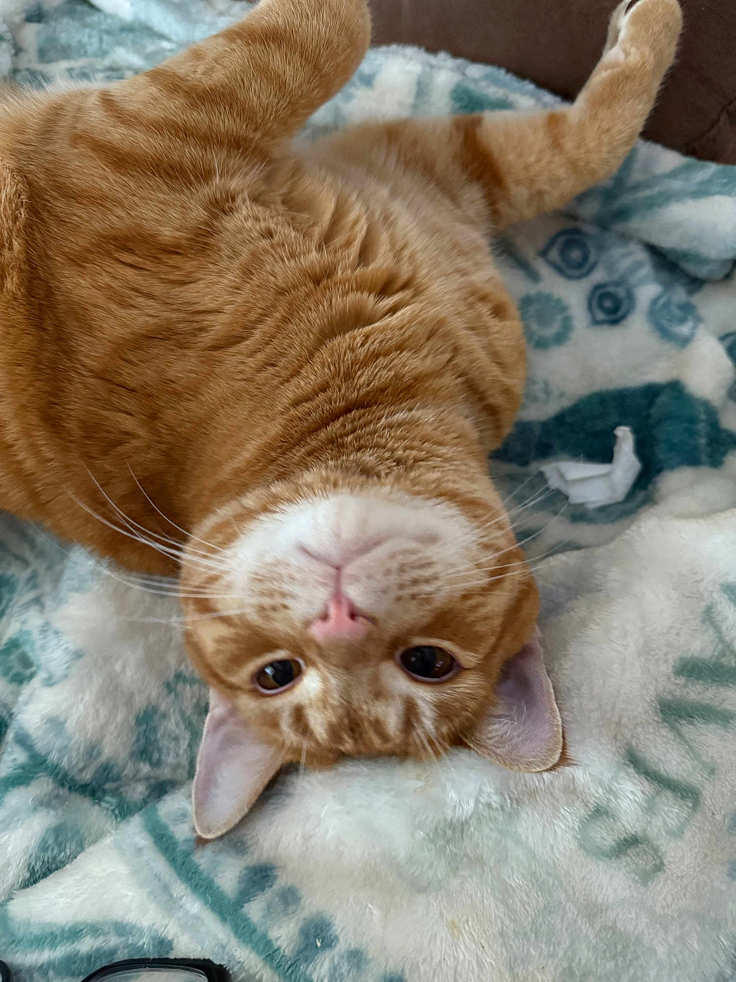 Milo is registered to the contest to win money with this photo: cat, ginger_cat, feline, pet, whiskers, blanket, patterned_blanket, fur, close_up, portrait, indoor, cozy, ears, pink_nose, paws, relaxed, lying_down, upside_down, bed, glasses