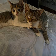 Kiwi And Misty is registered to the contest to win money with this photo: cat, kitten, bed, indoor, playful, sleepy, paw, fur, whiskers, animal, pet, domestic, cute, two_animals, resting, closeup, tabby, companions, soft_light, cozy