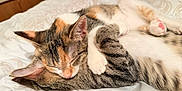 Kiwi And Misty is registered to the contest to win money with this photo: cat, sleeping, cute, feline, pet, cozy, bed, fur, tabby, calico, paws, whiskers, indoor, resting, animal, snuggle, companion, closeup, adorable, soft