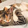 cat, sleeping, cute, feline, pet, cozy, bed, fur, tabby, calico, paws, whiskers, indoor, resting, animal, snuggle, companion, closeup, adorable, soft