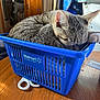 Kiwi And Misty is registered to the contest to win money with this photo: cat, tabby_cat, sleeping, basket, blue_basket, walmart, wooden_table, indoor, furniture, pet, animal, domestic_cat, curled_up, relaxed, two_cats, background, tabletop, close_up, cozy, home