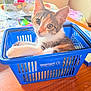 Kiwi And Misty is registered to the contest to win money with this photo: kitten, cat, pet, basket, blue, walmart, table, indoor, cute, animal, feline, whiskers, ears, fur, curious, relaxed, domestic, closeup, household, cluttered_background