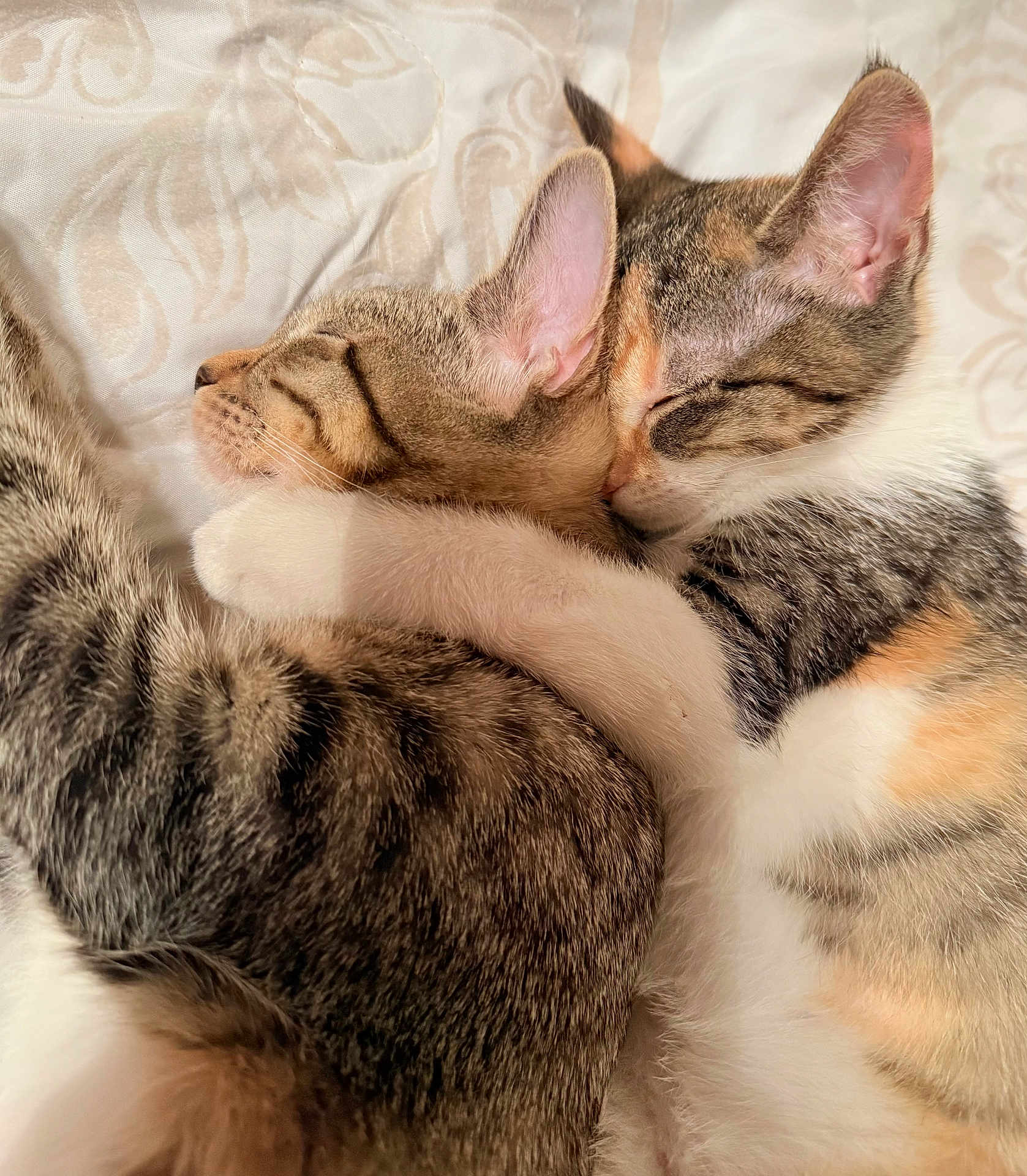 Kiwi And Misty is registered to the contest to win money with this photo: cat, cats, sleeping, snuggling, fur, pet, animal, closeup, bed, cozy, cute, whiskers, ears, peaceful, domestic, tabby, calico, companion, resting, affection