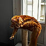 apartment_building, balcony, cat, cat_tree, cozy, feline, fluffy_tail, fur, ginger_cat, indoor, lounging, orange_tabby, paw, pet, relaxed, scratching_post, sunlight, tabby, whiskers, window