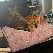 Alana participe au concours pour gagner de l'argent avec cette photo : alert, blanket, cat, cozy, cushion, fur, furniture, ginger_cat, home, indoor, living_room, nap, pair, pet, relaxed, remote_control, sleeping, sofa, tabby_cat, whiskers