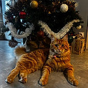 Alana a rejoint le concours — aidez-le/la à gagner de superbes lots ! cat, ginger_cat, christmas_tree, ornament, tinsel, present, floor, indoor, pet, feline, paws, collar, festive, decoration, tree_skirt, relaxed, cozy, closeup, portrait, fur