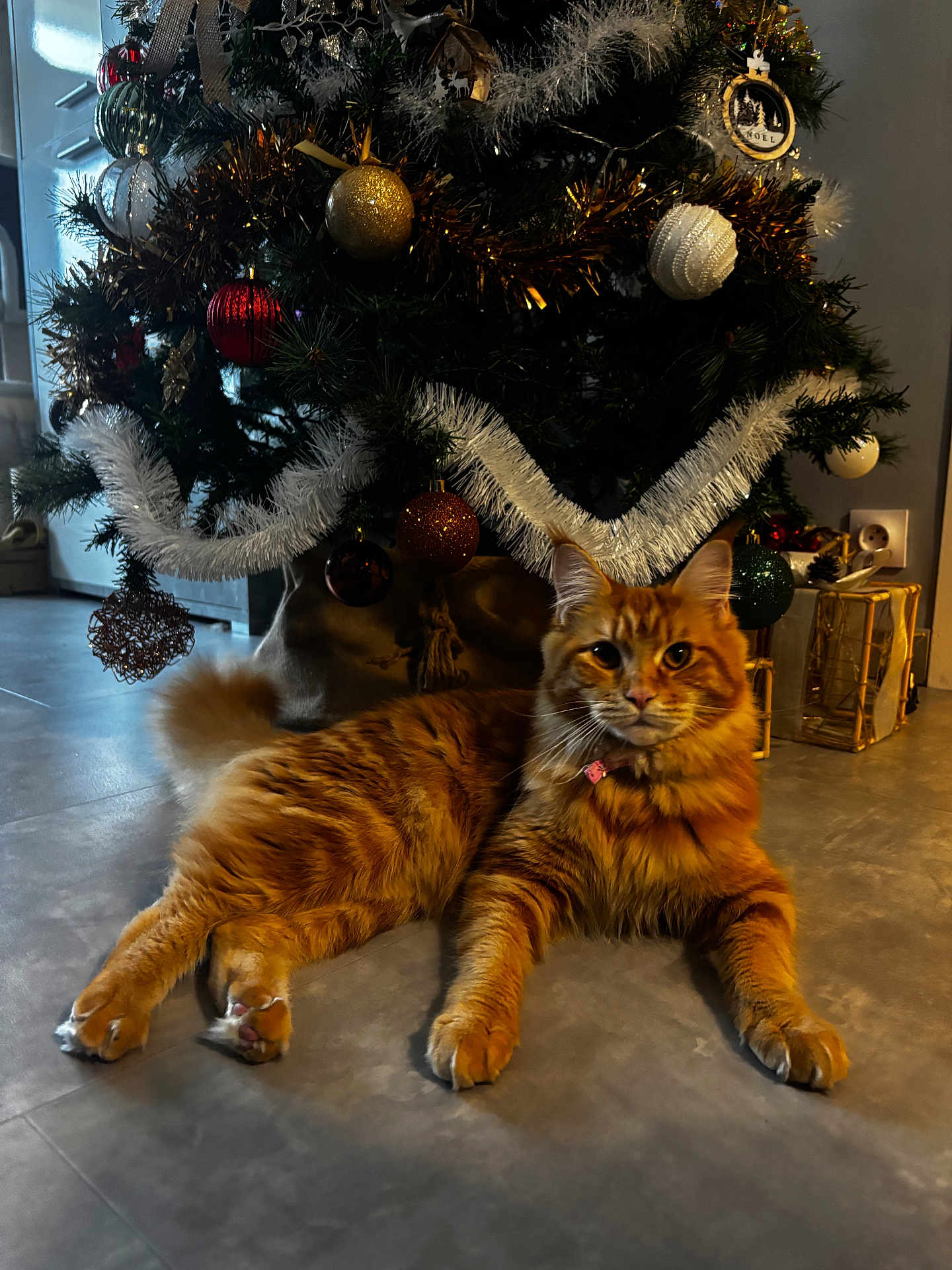 Alana a rejoint le concours — aidez-le/la à gagner de superbes lots ! cat, ginger_cat, christmas_tree, ornament, tinsel, present, floor, indoor, pet, feline, paws, collar, festive, decoration, tree_skirt, relaxed, cozy, closeup, portrait, fur