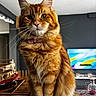 cat, close_up, collar, curious_expression, decor, ears, eyes, fluffy_fur, furniture, ginger_cat, indoor, living_room, orange_tabby, paws, pet, pink_nose, portrait, table, television, whiskers