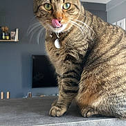 Meïko a rejoint le concours — aidez-le/la à gagner de superbes lots ! cat, close_up, collar, countertop, curious, feline, fur, green_eyes, home_interior, indoors, licking, paw, pet, portrait, sitting, stripes, tabby_cat, tag, tongue_out, whiskers