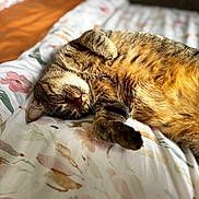 Meïko participe au concours pour gagner de l'argent avec cette photo : cat, tabby_cat, sleeping, bed, blanket, bedding, fur, pet, indoor, close_up, portrait, whiskers, nap, cozy, sunlight, pattern, relaxed, paw, cute, soft