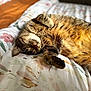 cat, tabby_cat, sleeping, bed, blanket, bedding, fur, pet, indoor, close_up, portrait, whiskers, nap, cozy, sunlight, pattern, relaxed, paw, cute, soft