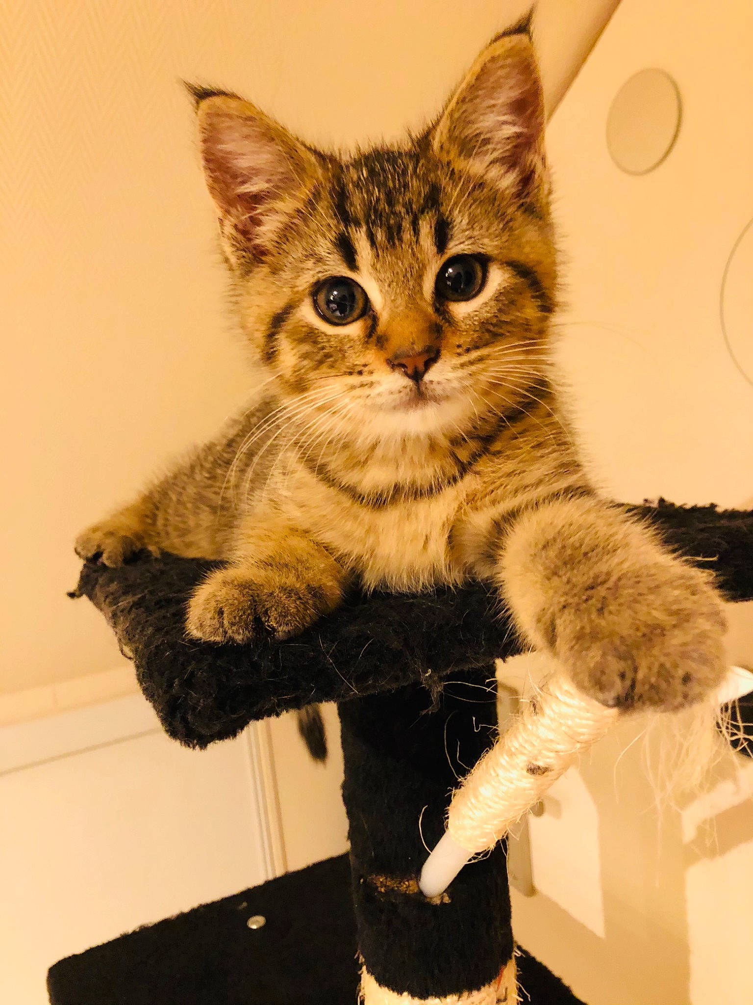 Meïko a rejoint le concours — aidez-le/la à gagner de superbes lots ! art, carnivore, cat, claw, domestic_short_haired_cat, fawn, felidae, fur, gesture, paw, sitting, small_to_medium_sized_cats, snout, tail, whiskers