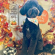 Dixie is registered to the contest to win money with this photo: accessories, animal, baby, canine, dog, face, flower, head, homedecor, leaf, person, pet, photography, plant, poodle, portrait, pottedplant, puppy, text, tree
