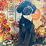 accessories, animal, baby, canine, dog, face, flower, head, homedecor, leaf, person, pet, photography, plant, poodle, portrait, pottedplant, puppy, text, tree