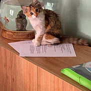 Ava participe au concours pour gagner de l'argent avec cette photo : animal, buddha_statue, calico_cat, cat, curious, domestic_animal, feline, fishbowl, furniture, goldfish, green_folder, home, indoor, kitten, papers, pet, shadow, still_life, tabletop, wooden_cabinet