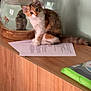 animal, buddha_statue, calico_cat, cat, curious, domestic_animal, feline, fishbowl, furniture, goldfish, green_folder, home, indoor, kitten, papers, pet, shadow, still_life, tabletop, wooden_cabinet