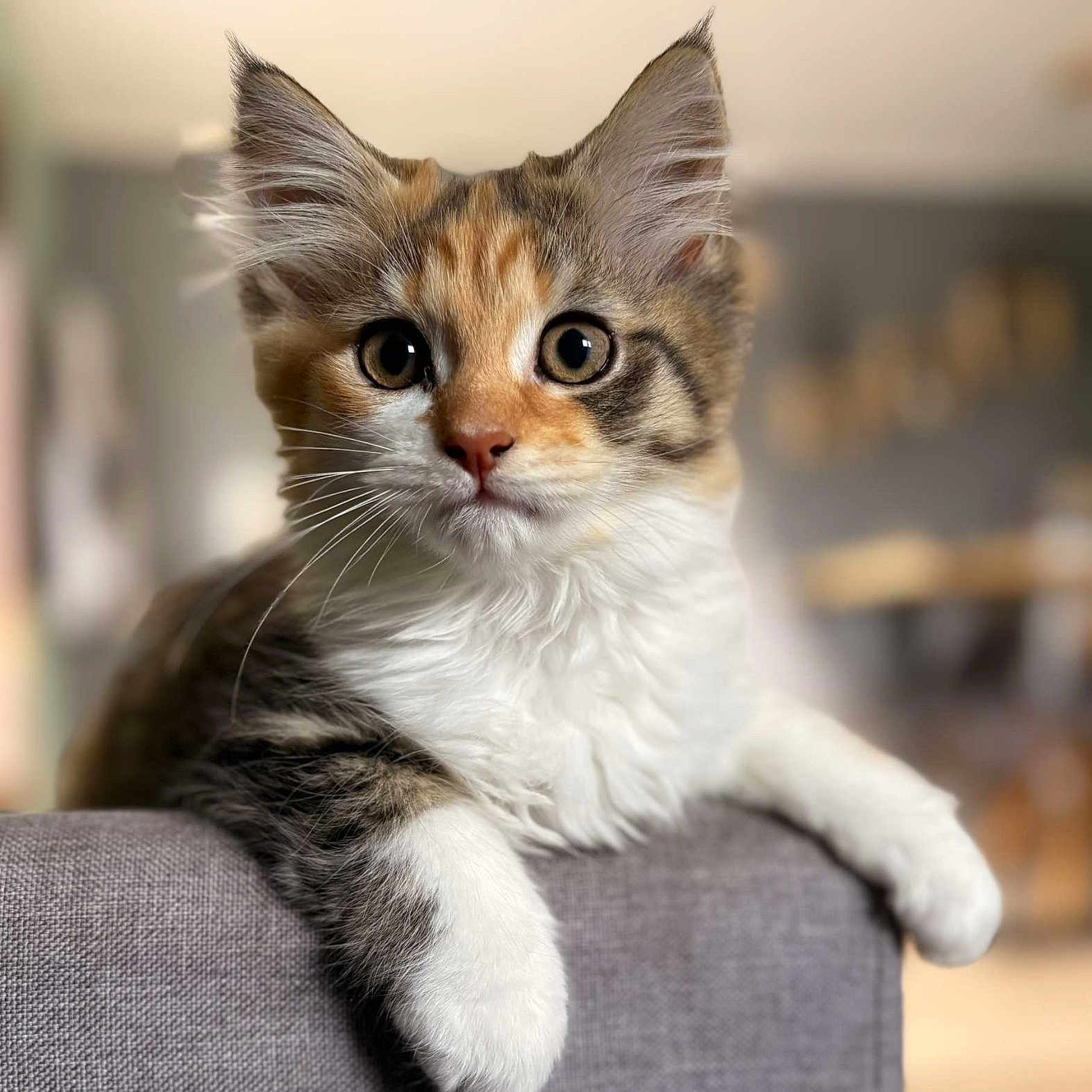Ava a rejoint le concours — aidez-le/la à gagner de superbes lots ! animal, cat, closeup, cozy, curious_eyes, cute, domestic_cat, feline, fluffy, gray_couch, indoor, kitten, perched, pet, portrait, relaxed, soft_light, whiskers, white_paws, young_cat