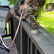 Nova joined the competition — help win amazing prizes! animal, backyard, balcony, cat, curious, daytime, deck, feline, greenery, harness, house, leash, nature, outdoor, pet, sunlight, tabby, walking, wood, wooden_railing