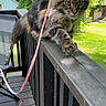 animal, backyard, balcony, cat, curious, daytime, deck, feline, greenery, harness, house, leash, nature, outdoor, pet, sunlight, tabby, walking, wood, wooden_railing
