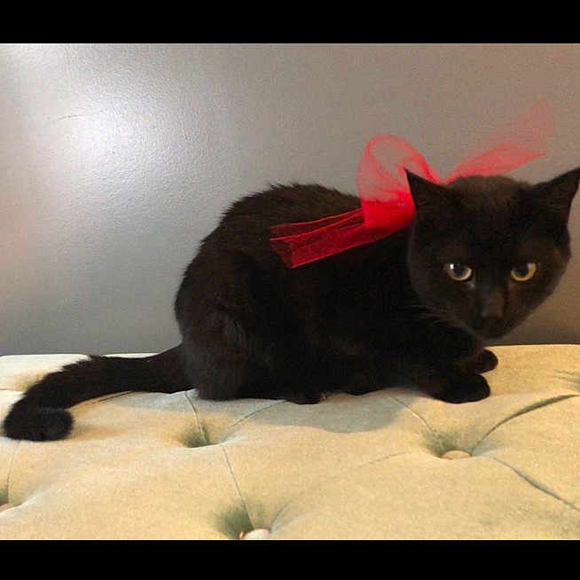 Excalibur joined the competition — help win amazing prizes! black_cat, bombay, carnivoran, cat, cat_like_mammal, chartreux, domestic_short_haired_cat, european_shorthair, fur, german_rex, kitten, korat, small_to_medium_sized_cats, snout, whiskers