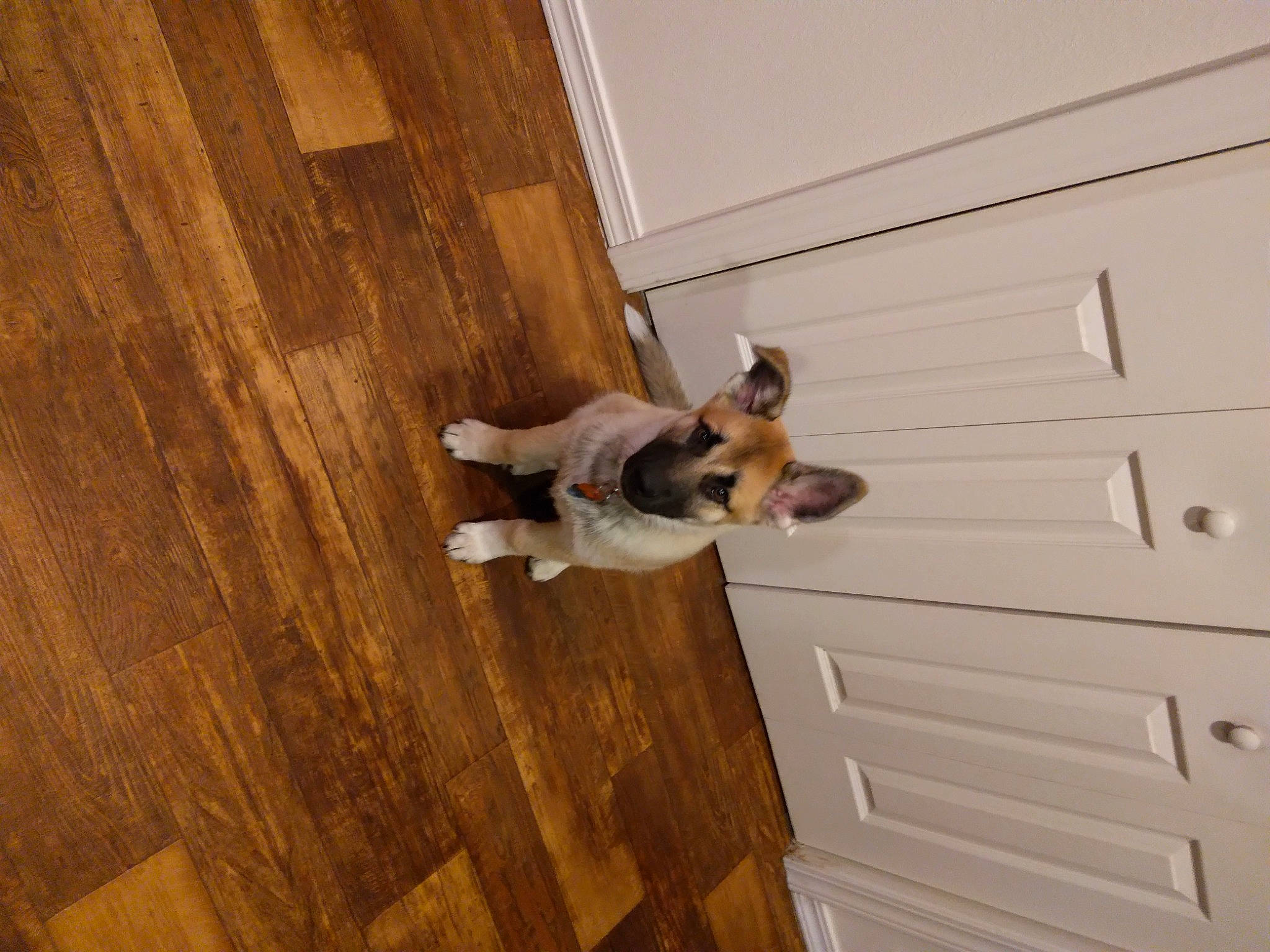 Bronco is registered to the contest to win money with this photo: brown, carnivore, companion_dog, dog, dog_breed, fawn, floor, flooring, hardwood, laminate_flooring, pattern, pet_supply, plank, plywood, tail, varnish, wood, wood_flooring, wood_stain, working_animal