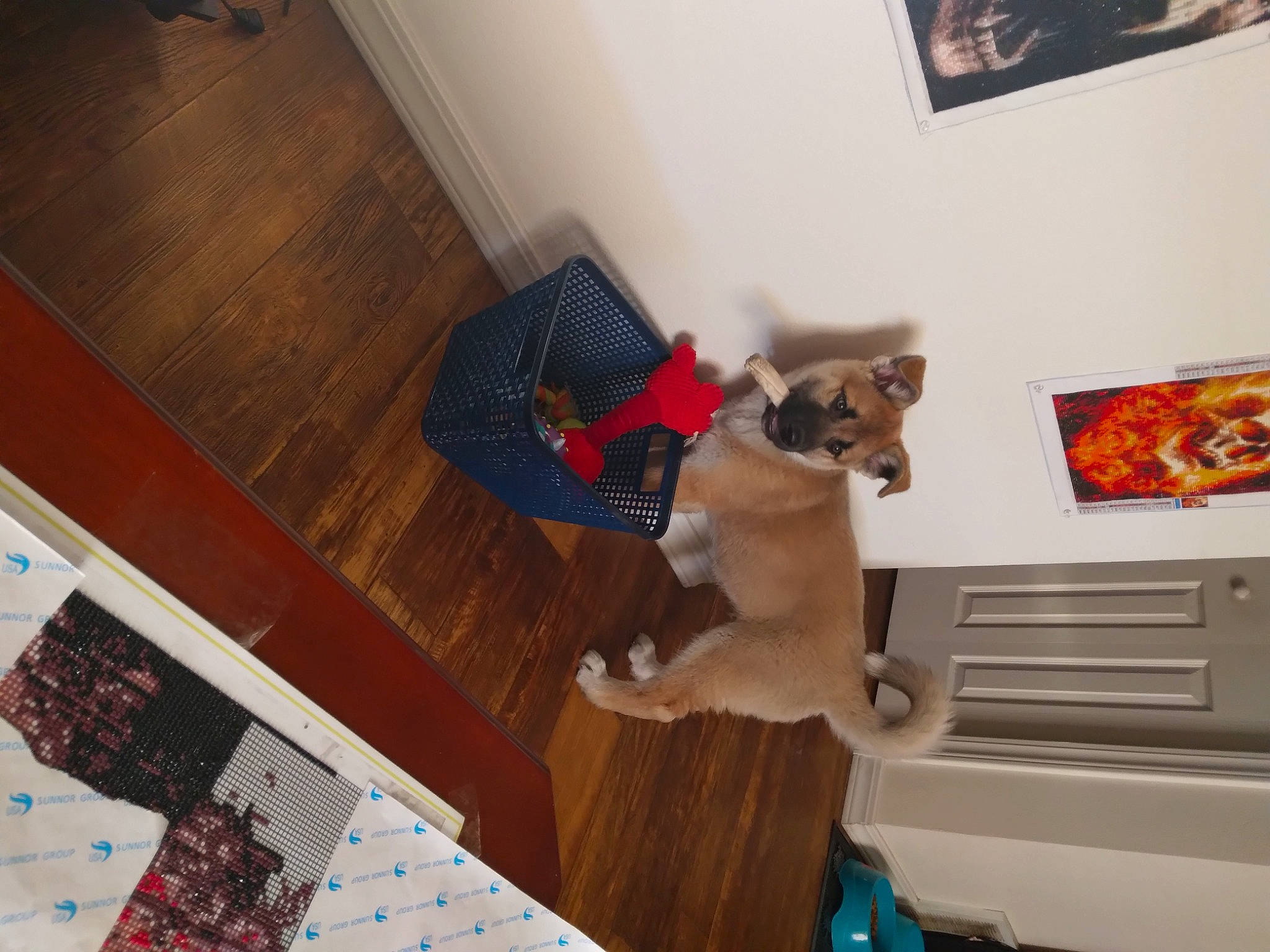 Bronco is registered to the contest to win money with this photo: carnivore, comfort, companion_dog, dog, dog_breed, dog_supply, fawn, felidae, floor, flooring, hardwood, laminate_flooring, pet_supply, picture_frame, room, small_to_medium_sized_cats, tail, wood, wood_flooring, wood_stain