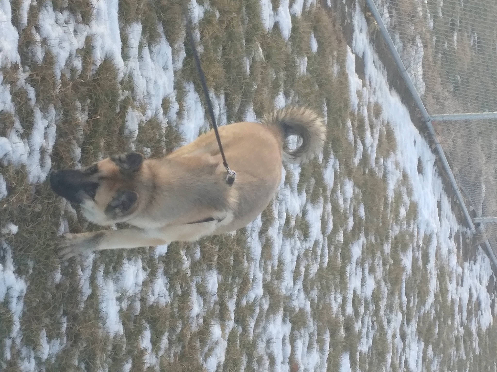 Bronco is registered to the contest to win money with this photo: ancient_dog_breeds, canidae, carnivore, dog, dog_breed, fawn, non_sporting_group, snow, sporting_group, tail, terrestrial_animal, tree, water, wildlife, winter, wood, working_dog