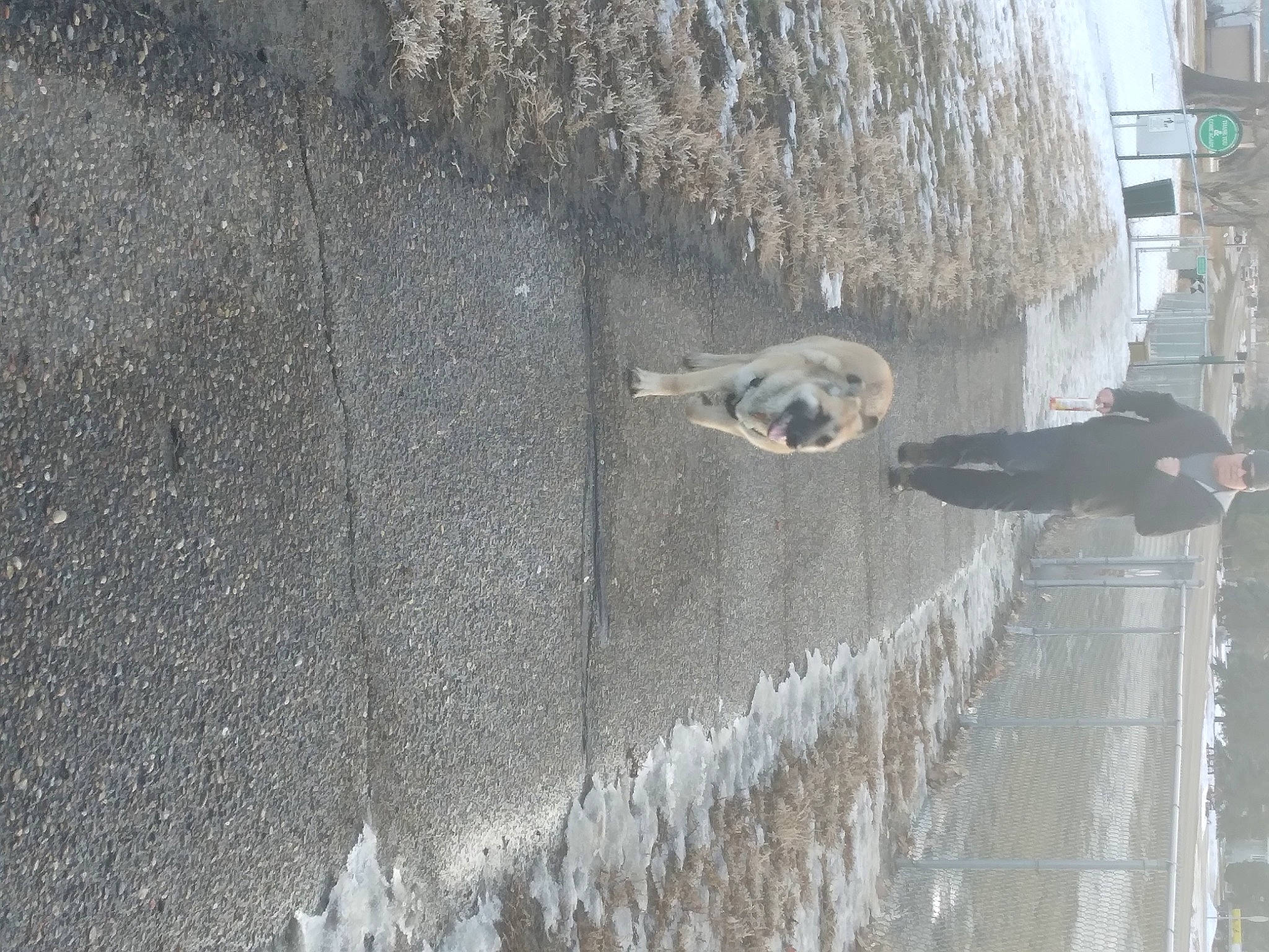 Bronco joined the competition — help win amazing prizes! asphalt, building, concrete, facade, freezing, fur, grey, plant, reflection, shadow, tree, water, winter