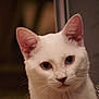 cat, white_cat, close_up, portrait, animal, pet, feline, whiskers, ears, eyes, indoor, soft_light, curious, cute, domestic_animal, face, fur, looking, cozy, blurred_background